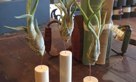 Air Plants with Wood Holders